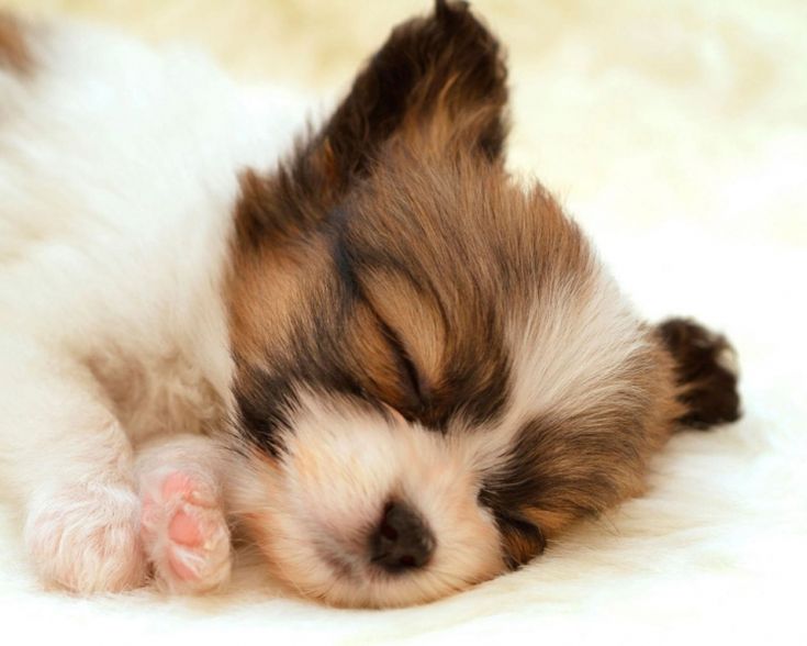 Crossbred Dogs For Sale In Manchester Crossbred Dogs For Sale In Manchester