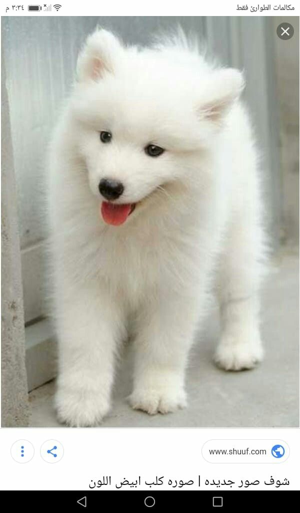 Pin By Aya On H Samoyed Puppy Alaska Dog Cute White Dogs