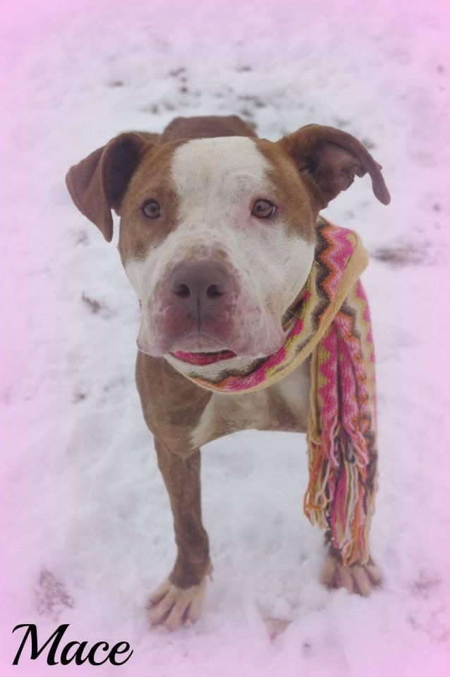 Mahoning County Dog Pound Cats Mahoning County Dog Pound Cats