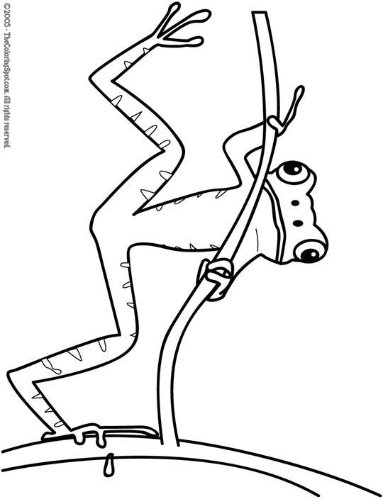 459 best Amphibians \ Sea Life Coloring Pages images on Pinterest - fresh coloring pages tree frog 459 best Amphibians \ Sea Life Coloring Pages images on Pinterest - fresh coloring pages tree frog