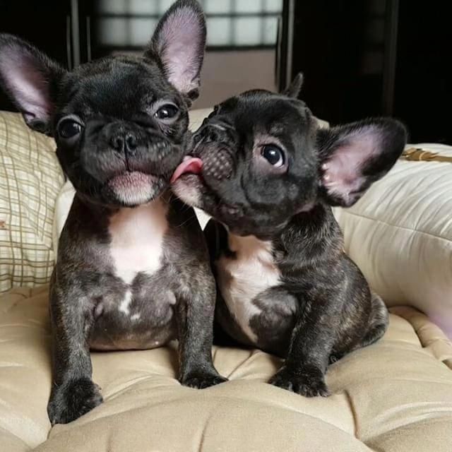 He Ain T Heavy He S My Brother Puppysfrenchbulldogs Bulldog