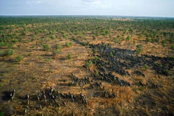 African Parks Partners With Chad To Combat Elephant Poaching All
