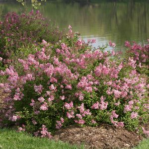 Common Garden Flowers Pink 248 best plants for zone 2-3 images on pinterest | garden plants Common Garden Flowers Pink 248 best plants for zone 2-3 images on pinterest | garden plants