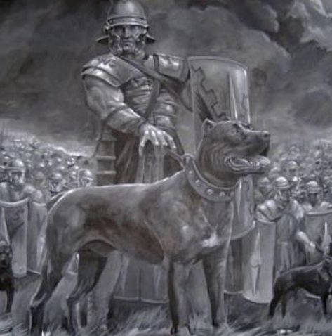 Cane corso game of thrones