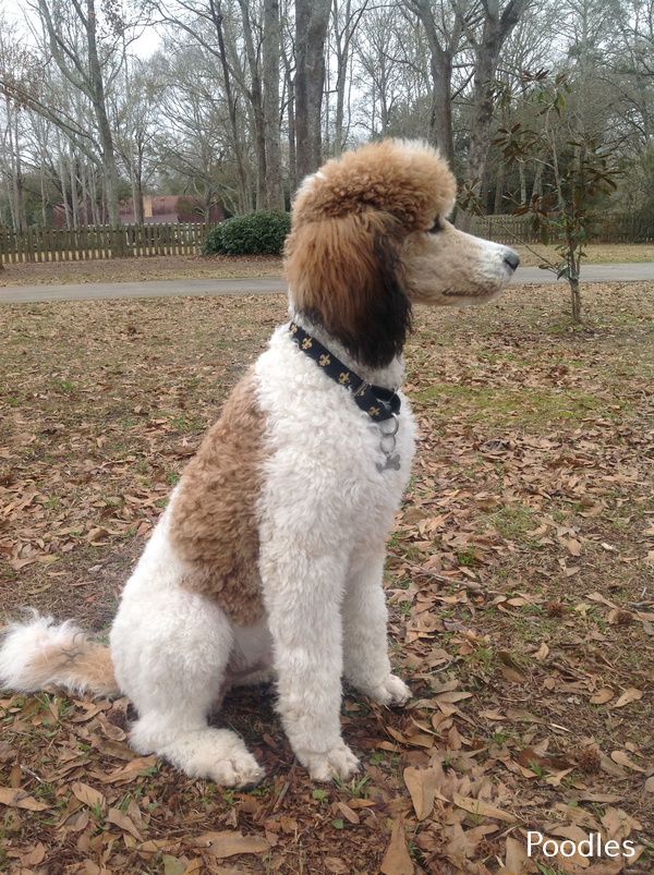More About Chocolate Poodle Puppy Poodle Chocolate Poodle