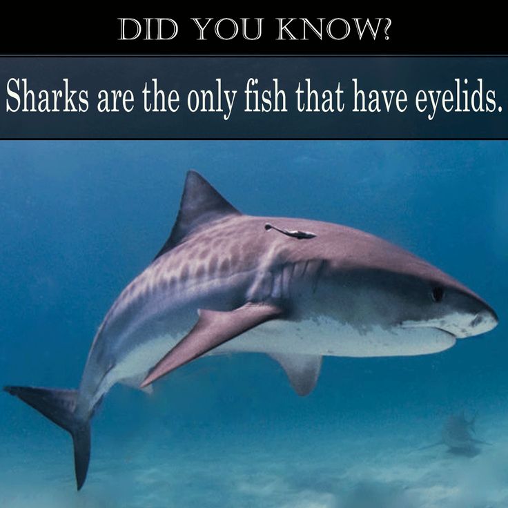 Did you know? Sharks are the only fish that have eyelids. #coastalfishing #fishing #fishinglife #coastallife #facts | Shark fishing, Tiger shark, Species of sharks
