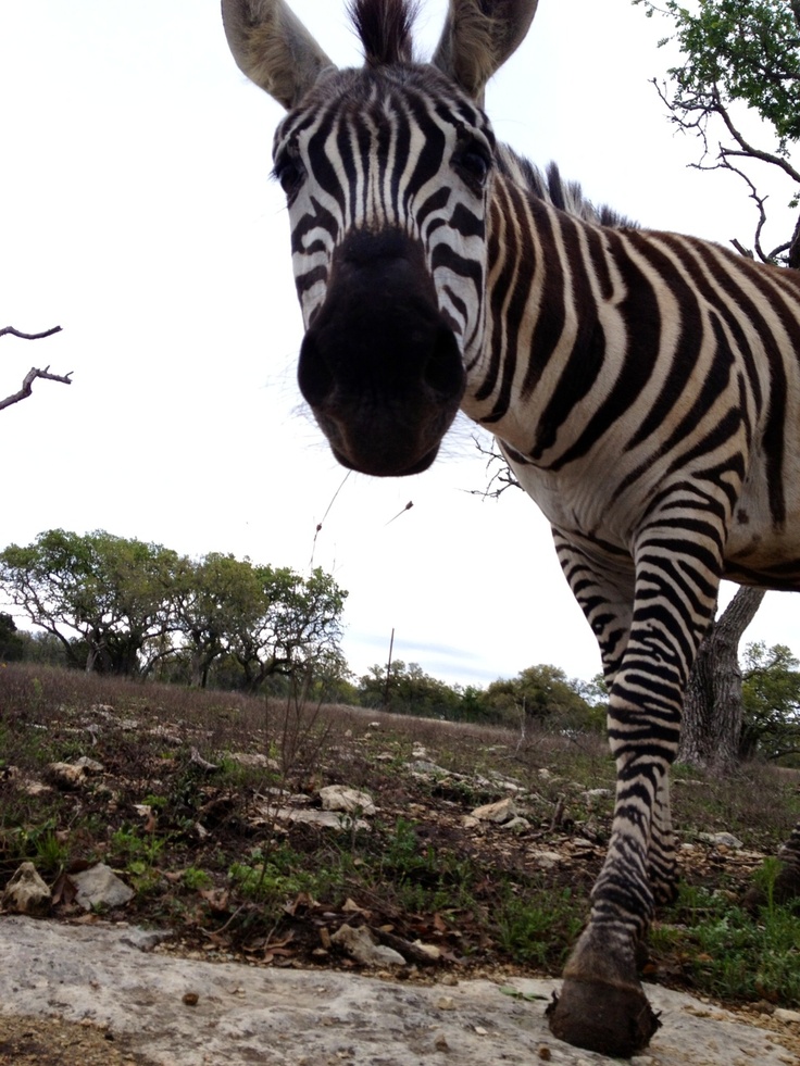 Admission essay writing zebra