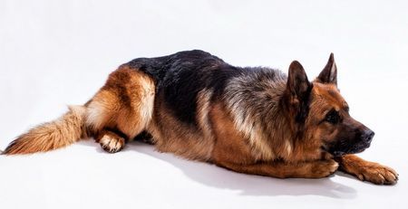 Janzhaus German Shepherds Puppies Dogs Breeders Alberta