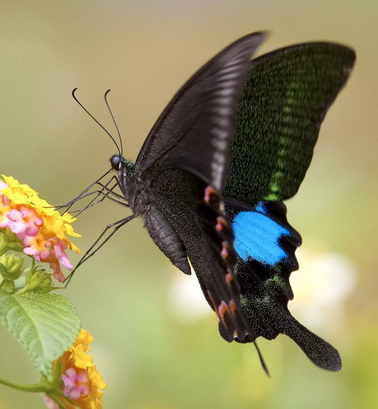 Paris Peacock (Papilio paris) 10.6 13.2 cm Southeast Asia
