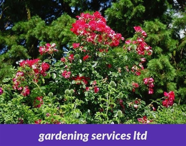 Gardening Services Ltd 23 20180915174813 53 Gardening Knife B Q