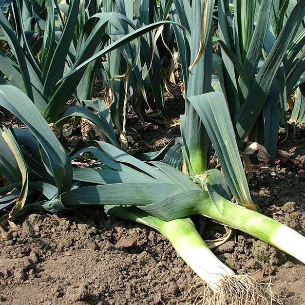 New The 10 Best Garden Ideas Today With Pictures Leeks Are A