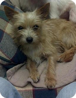 cairn yorkie mix spartanburg sc yorkie terrier cairn terrier mix meet brayla a for cairn yorkie mix spartanburg sc yorkie terrier cairn terrier mix meet brayla a for