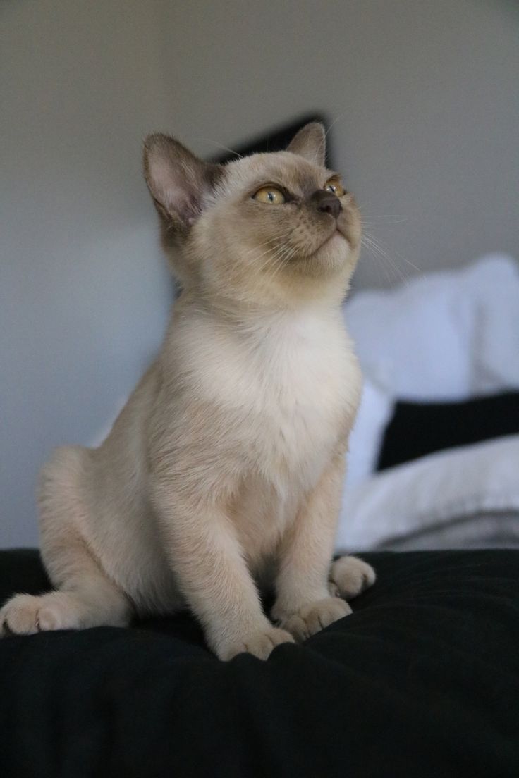 13 best Villanev Pedigree Burmese Cats images on Pinterest | Cat ... 13 best Villanev Pedigree Burmese Cats images on Pinterest | Cat ...