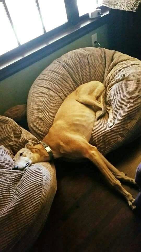 456 best greyhound lovers images on pinterest 456 best greyhound lovers images on pinterest