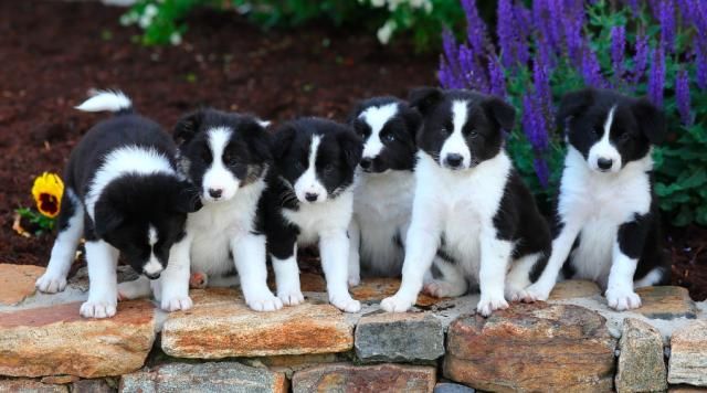 border collie mix puppies for sale in pa 89 best ᏴᎾᎡᎠᎬᎡ ᏟᎾᏞᏞᏆᎬ images on puppies for sale border collie mix puppies for sale in pa 89 best ᏴᎾᎡᎠᎬᎡ ᏟᎾᏞᏞᏆᎬ images on puppies for sale