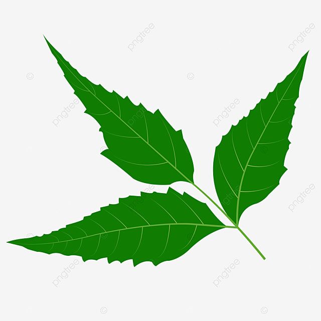 Neem Tree Clipart PNG Images Neem Leaf Neem T Harbal Neem Leaf