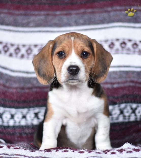 lancaster puppies ohio best 25 lancaster puppies ideas on cheap puppies cavalier king spaniel lancaster puppies ohio best 25 lancaster puppies ideas on cheap puppies cavalier king spaniel