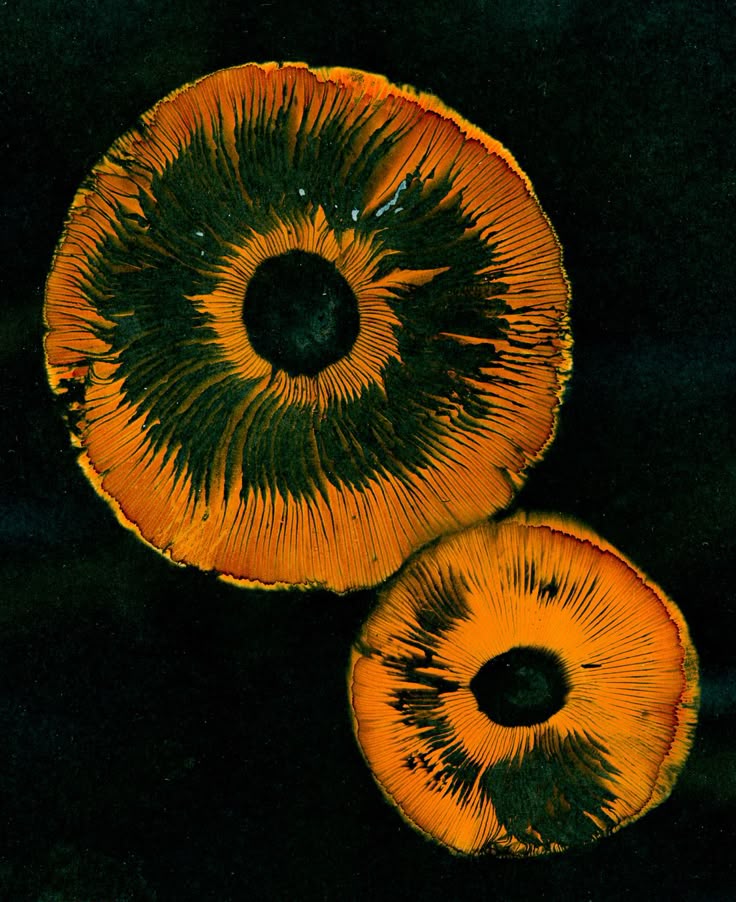 How To Make A Spore Syringe From A Spore Print