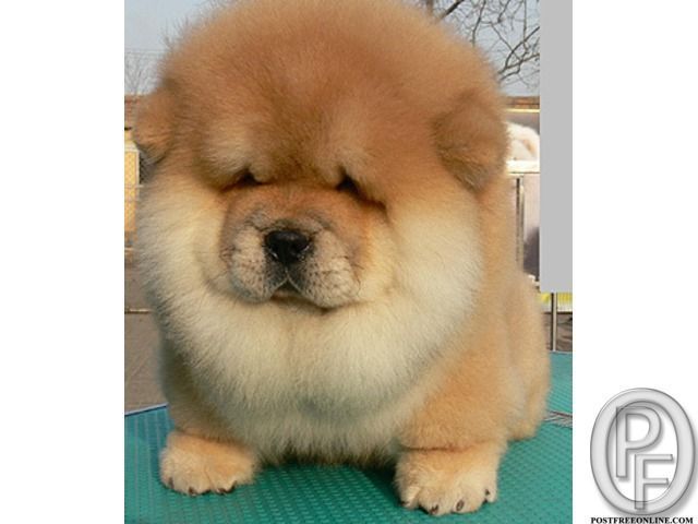 Chao Chao Puppies Available For Sale With Pet Destination