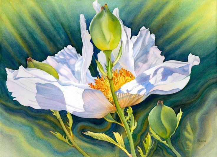 111 Best White Flower Paintings Images On Pinterest New From Marnie Ward Radiant Watercolour Flowerspainting