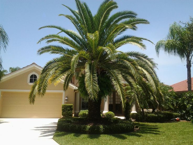 Canary Island Date Palm For Sale Sydney Canary Island Date Palm For Sale Sydney