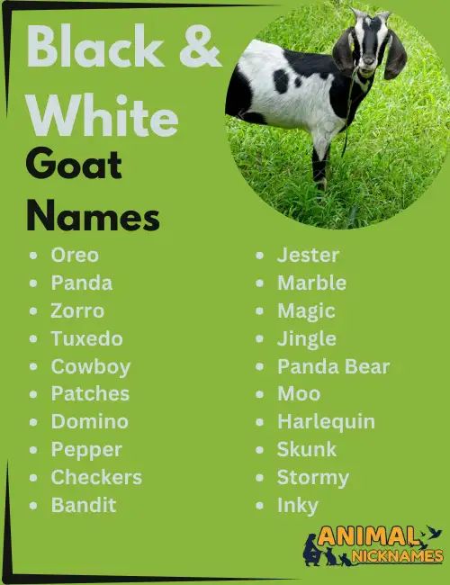 Stylish Black And White Goat Names Goats Cool Names Black And Stylish Black And White Goat Names Goats Cool Names Black And