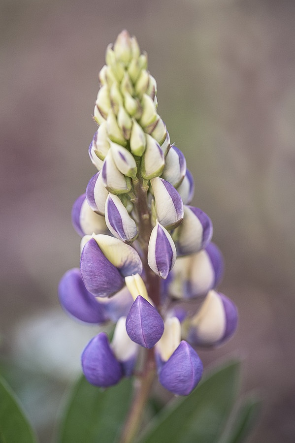 Flower Garden Ideas Wisconsin 228 best wisconsin native plants images on pinterest | native Flower Garden Ideas Wisconsin 228 best wisconsin native plants images on pinterest | native