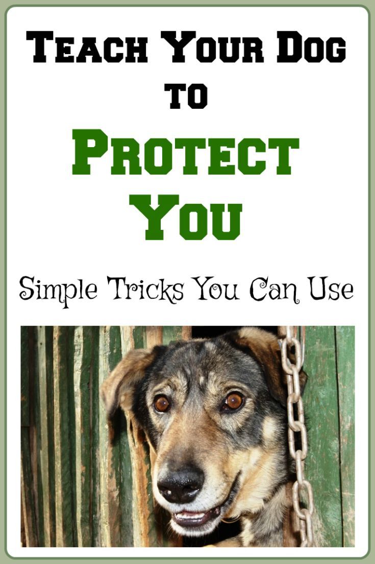 Teach Your Dog To Protect You Teachdog Dogtraining Dog Clicker