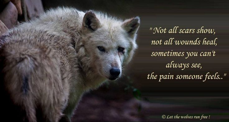 When I Die Let The Wolves Enjoy My Bones Inspirational Wolf Quotes: Let the Wolves Run Free