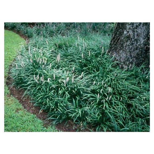 31 best Liriope images on Pinterest | Diy landscaping ideas ... 31 best Liriope images on Pinterest | Diy landscaping ideas ...