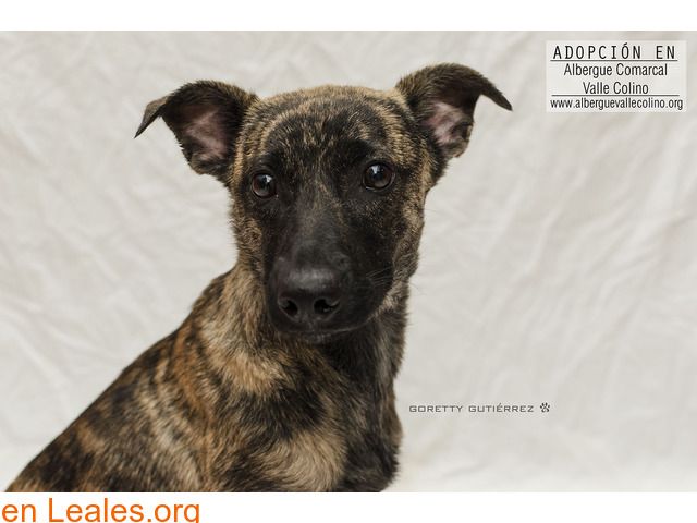 Mara Adoptada Albergue Valle Colino Asociación Protectora De Animales Protectora De Animales San Cristóbal