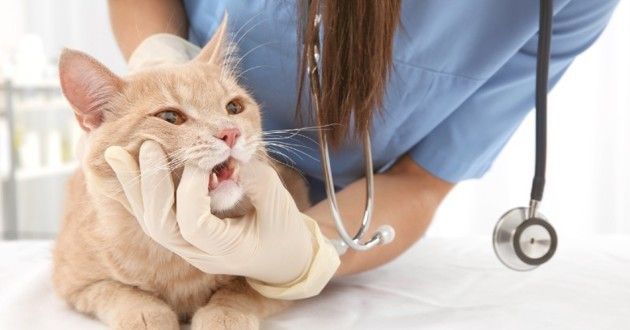 Son Chaton A Le Nez Qui Coule Le Veterinaire Lui Retire Une Enorme Larve Du Nez En Veterinaire Chaton Chat Son Chaton A Le Nez Qui Coule Le Veterinaire Lui Retire Une Enorme Larve Du Nez En Veterinaire Chaton Chat