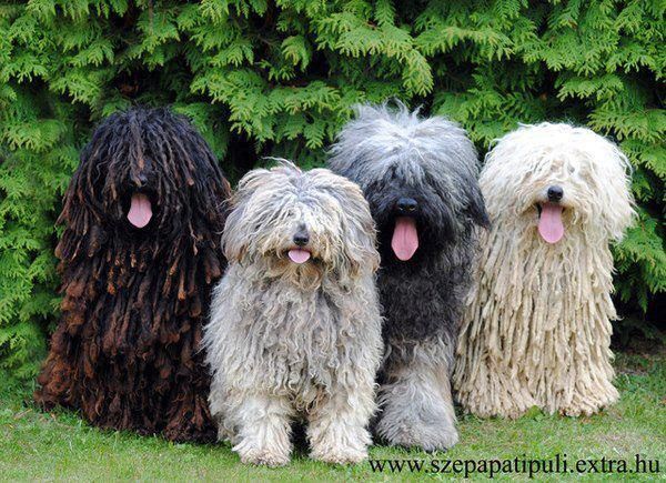 Más de 25 ideas increíbles sobre Komondor en Pinterest Más de 25 ideas increíbles sobre Komondor en Pinterest