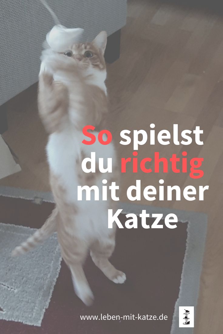 Katzen Spiele Kostenlos Anmelden Katzen Spiele Kostenlos Anmelden