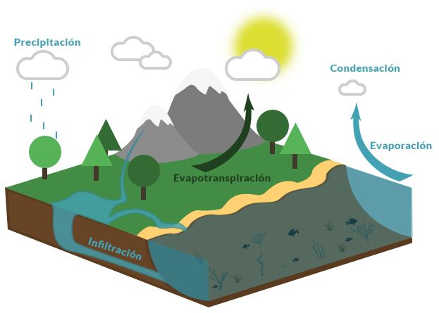 El Ciclo Del Agua También Conocido Como Ciclo Hidrológico Tiene Cinco Etapas Evaporación Condensación Pr Ciclo Del Agua Ciclo Hidrologico Molecula De Agua