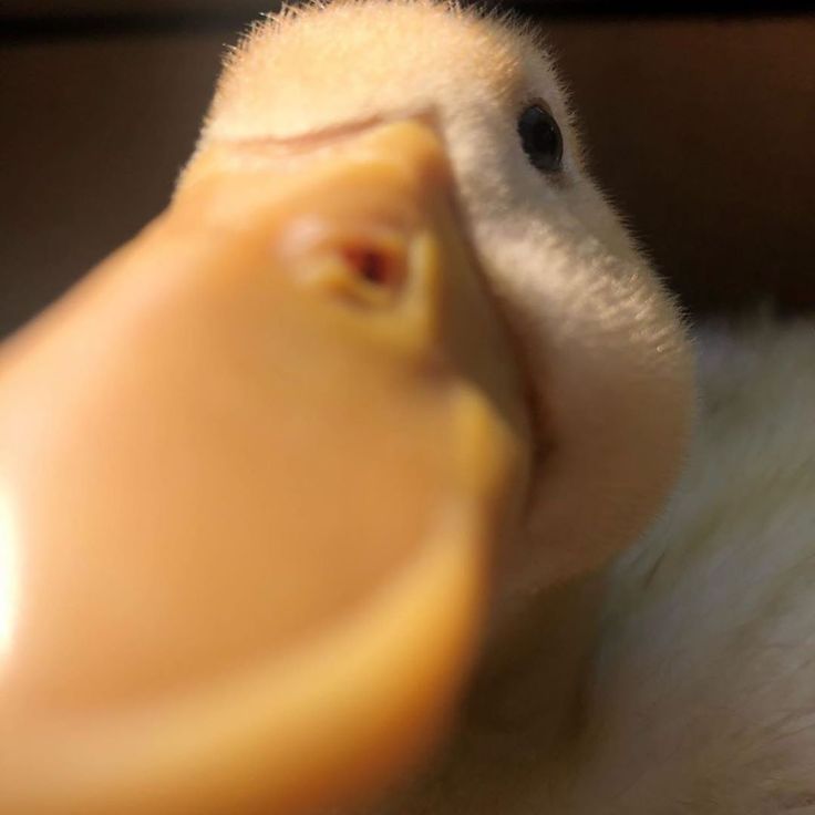Ducks Of The Web On Instagram Hello Hoooman Tag A Duck Lover Follow Buddyandduff For More Beautiful Pictur Beautiful Pictures Picture Video Pet Ducks