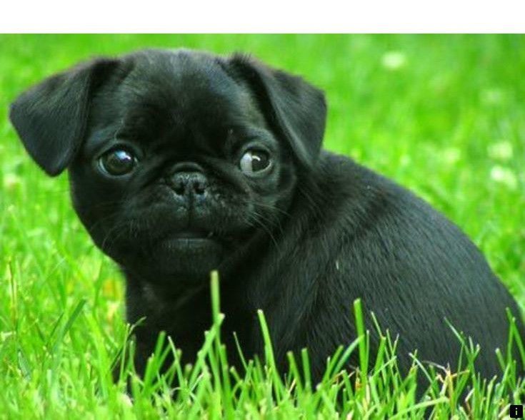 Follow The Link For More Black Pug Puppies For Sale Near Me