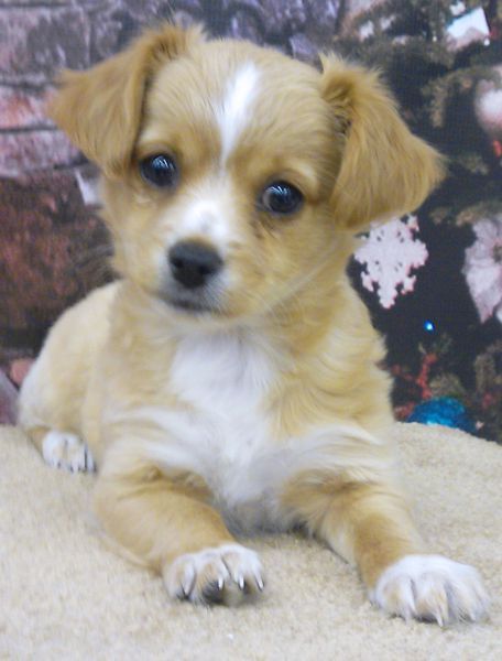 Chihuahua Er Spaniel Mix Puppies For Goldenacresdogs Chihuahua Er Spaniel Mix Puppies