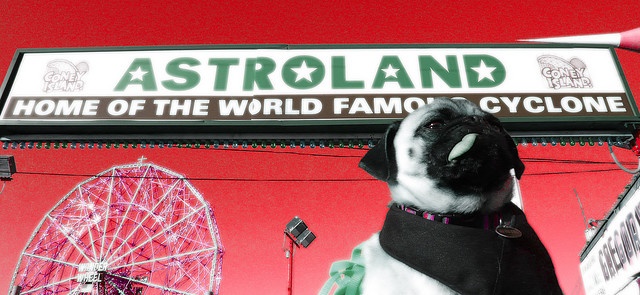 fuzzy nation pug umbrella 28 best dogs images on dogs animals and bull fuzzy nation pug umbrella 28 best dogs images on dogs animals and bull