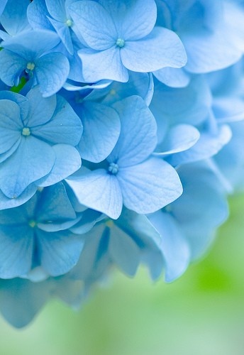 Baby Blue おしゃれまとめの人気アイデア Pinterest Naomi Soza きれいな花 美しい花 花の写真