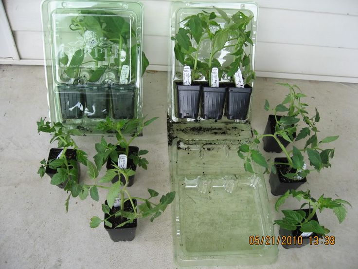 Mail order plant business for sale