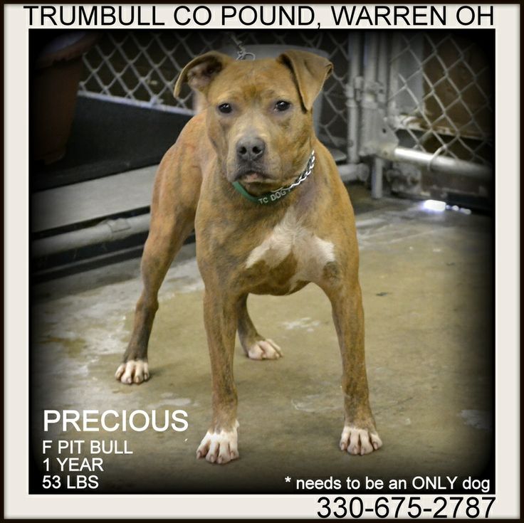 216 best Animals Needing Homes images on Pinterest animals needing homes
