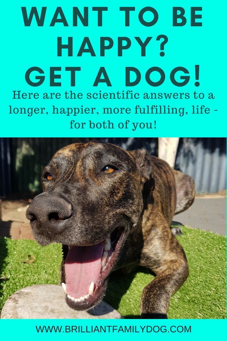 Distancing For Dogs And Us Dog Training Books Dogs Family Dogs