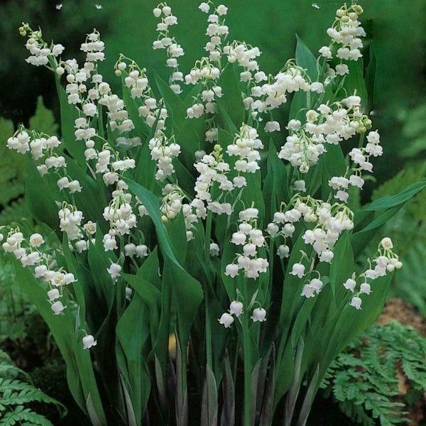 Convallaria Majalis Var Rosea World Of Flowering Plants Planting Flowers Pink Lily Plants