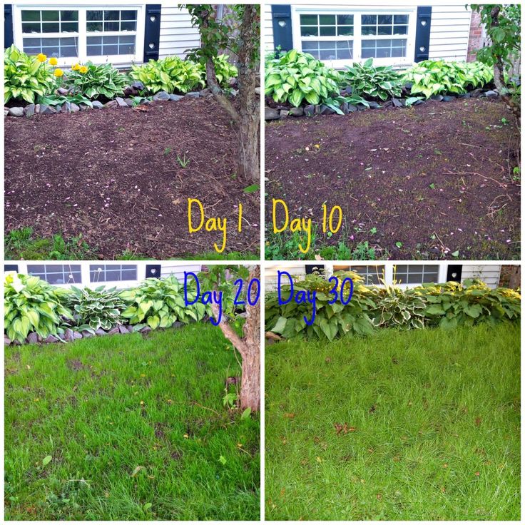 lessons learned from growing grass from seed via www diypassion com curb appeal pinterest lessons learned from growing grass from seed via www diypassion com curb appeal pinterest