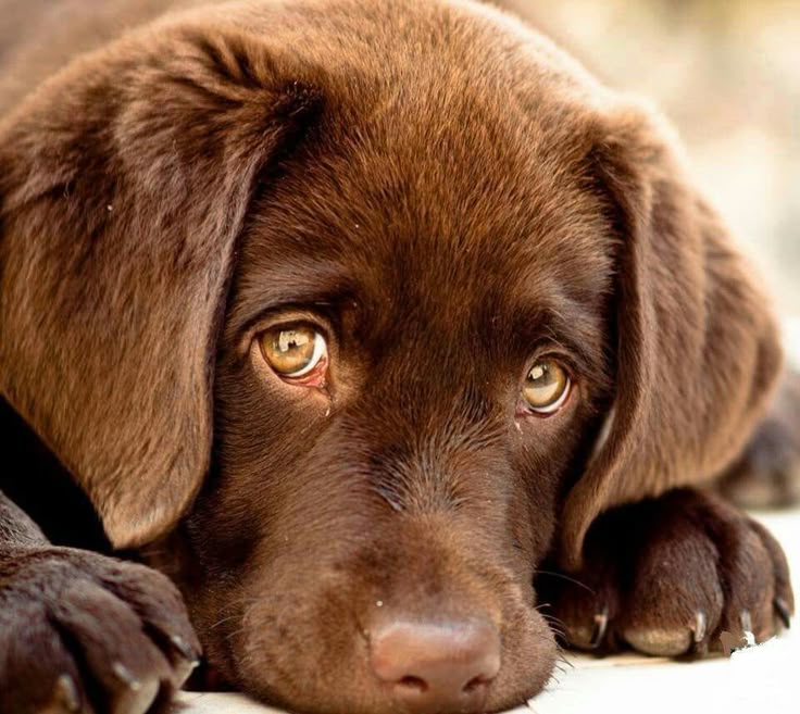 chocolate retriever puppy best 25 chocolate lab puppies ideas on lab puppies chocolate labrador chocolate retriever puppy best 25 chocolate lab puppies ideas on lab puppies chocolate labrador