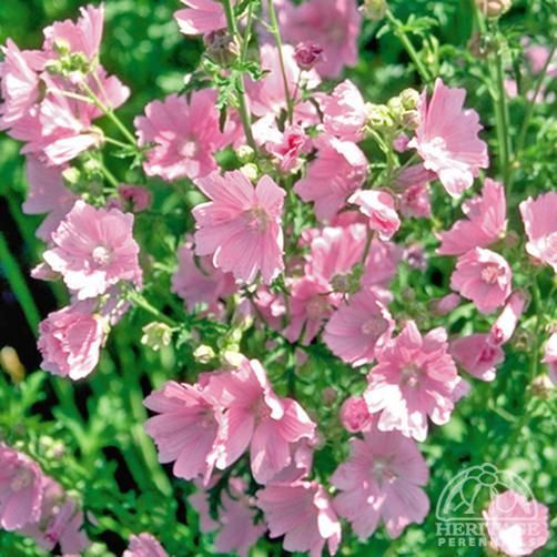 Plant Profile For Lavatera Thuringiaca Tree Mallow Perennial Plants plant-profile-for-lavatera-thuringiaca-tree-mallow-perennial-plants