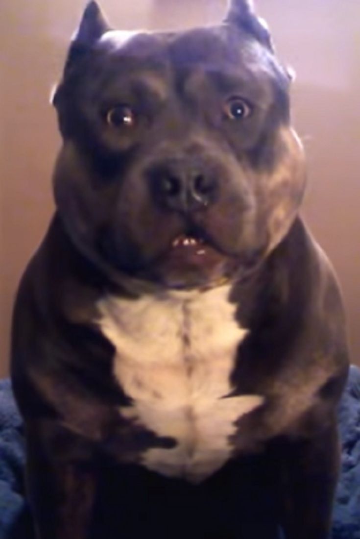 Pin On Pitt Bulls