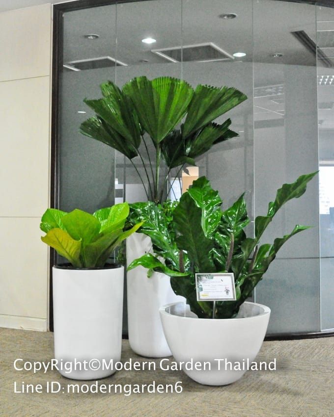 งานตกแต งปร บภ ม ท ศน พ นท ภายในoffice แบบสวนกระถาง ต นไม ฟอกอากาศ บร ษ ท Shell Thailand สำน กงานใหญ ทางmodern Garden Thailand