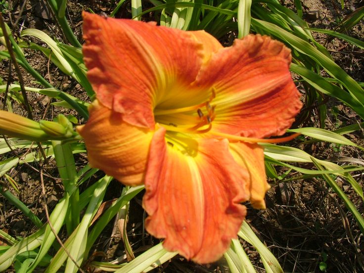 66 best garden drought tolerant plants ideas images on pinterest what s the average flower size